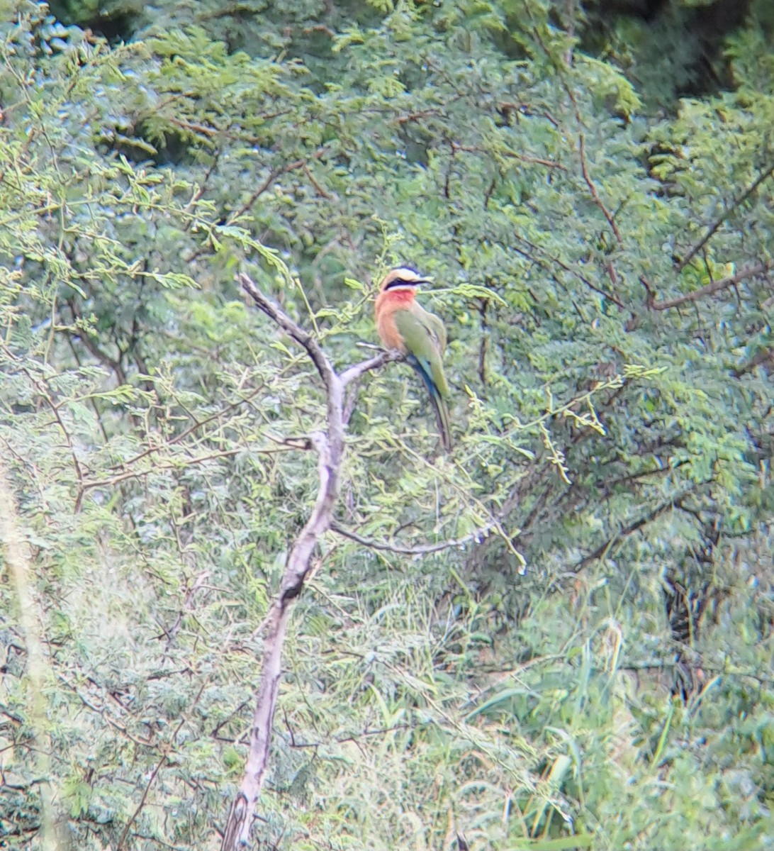 White-fronted Bee-eater - ML632245518