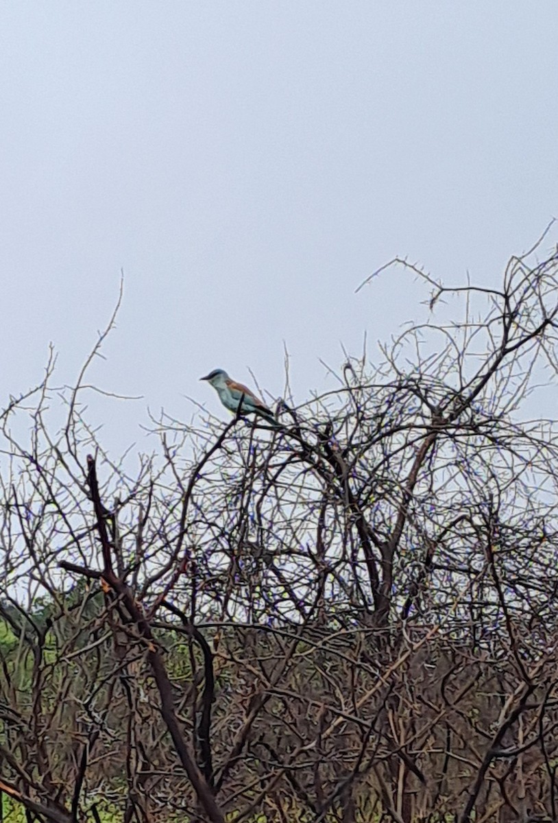 European Roller - ML632245521