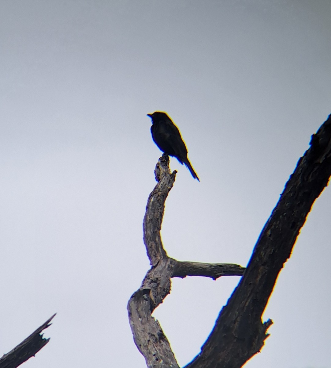 Fork-tailed Drongo - ML632245523