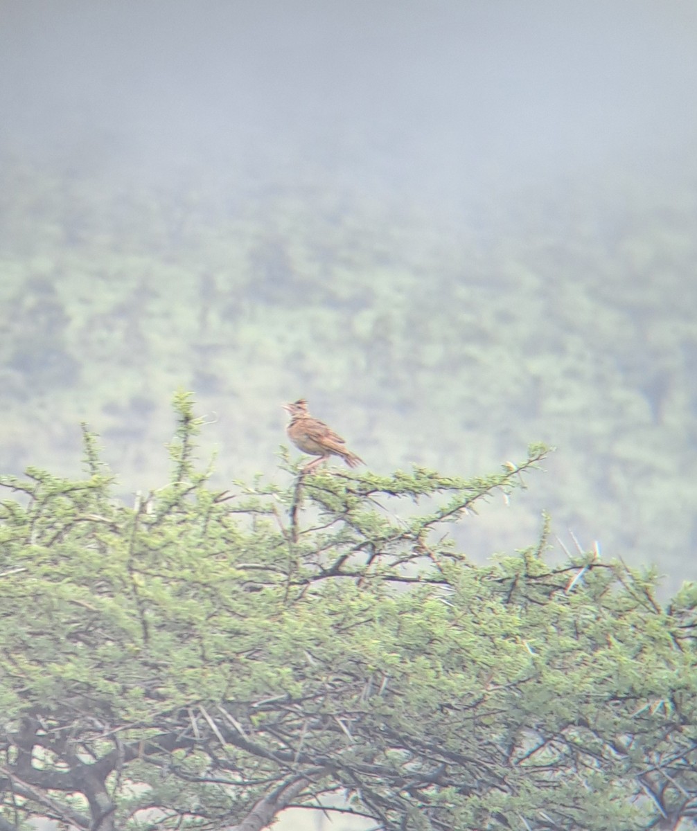 Rufous-naped Lark - ML632245524
