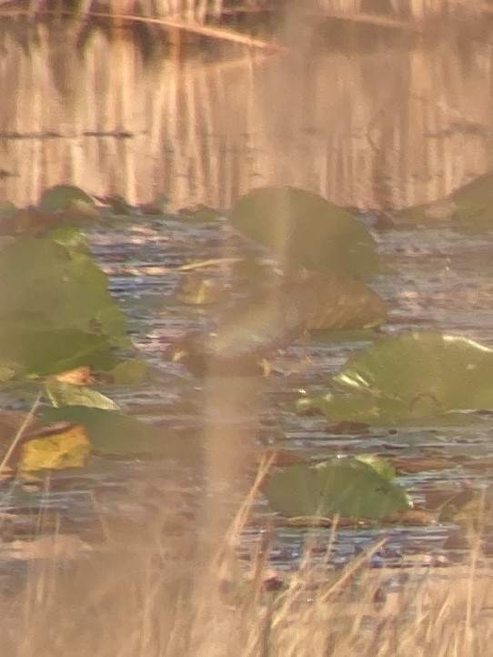 Purple Gallinule - ML632245580