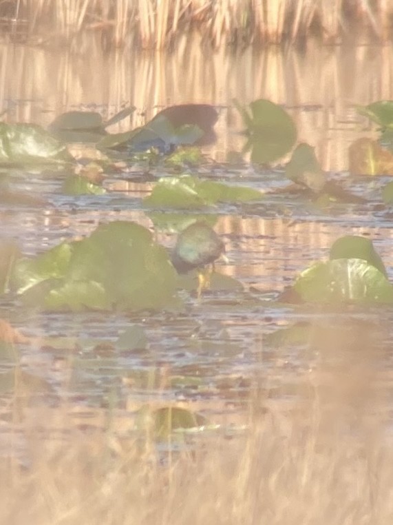 Purple Gallinule - ML632245585