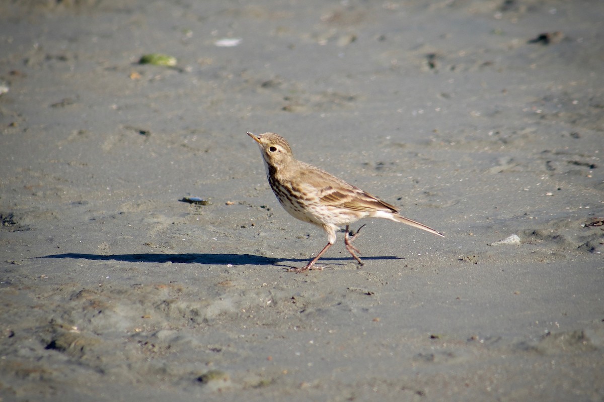 American Pipit - ML632245634