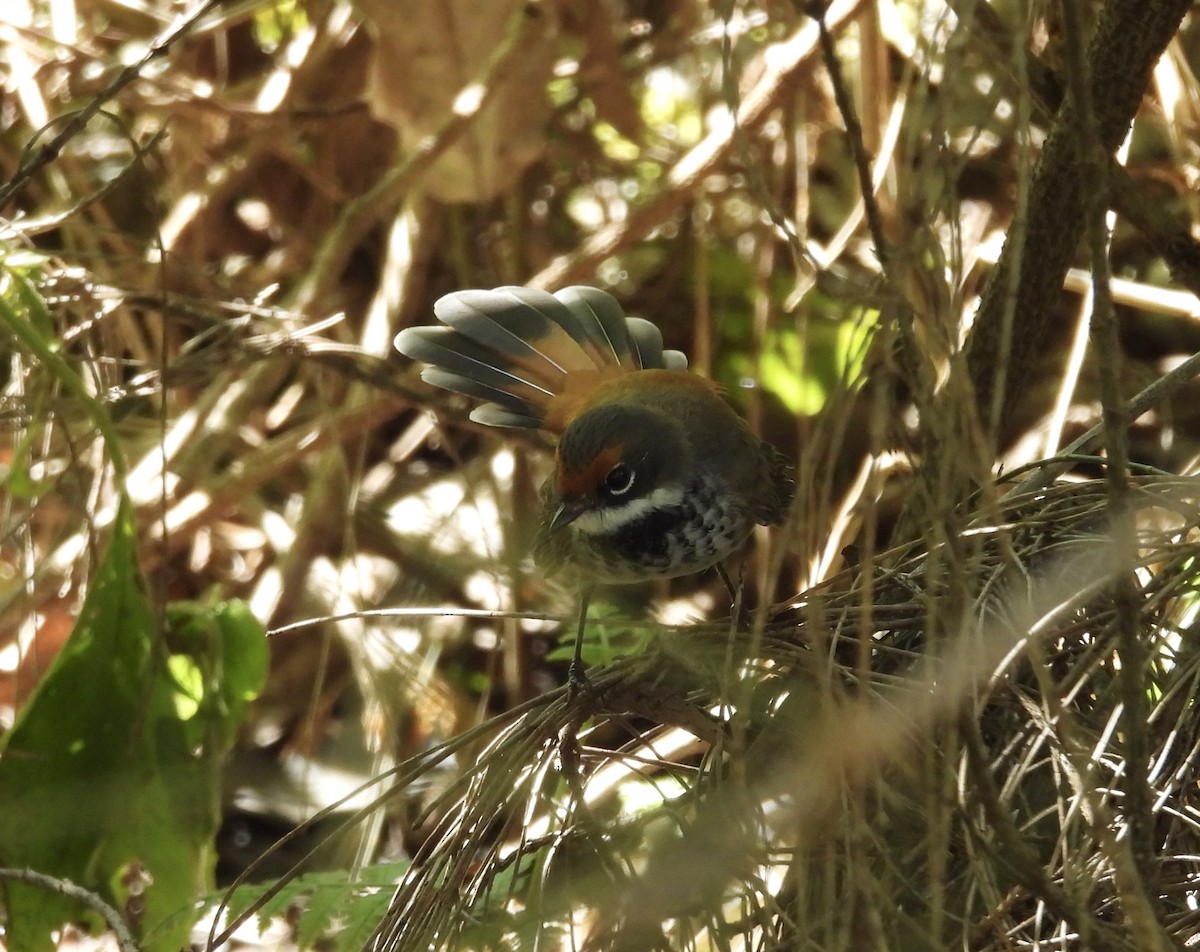 Australian Rufous Fantail - ML632245640