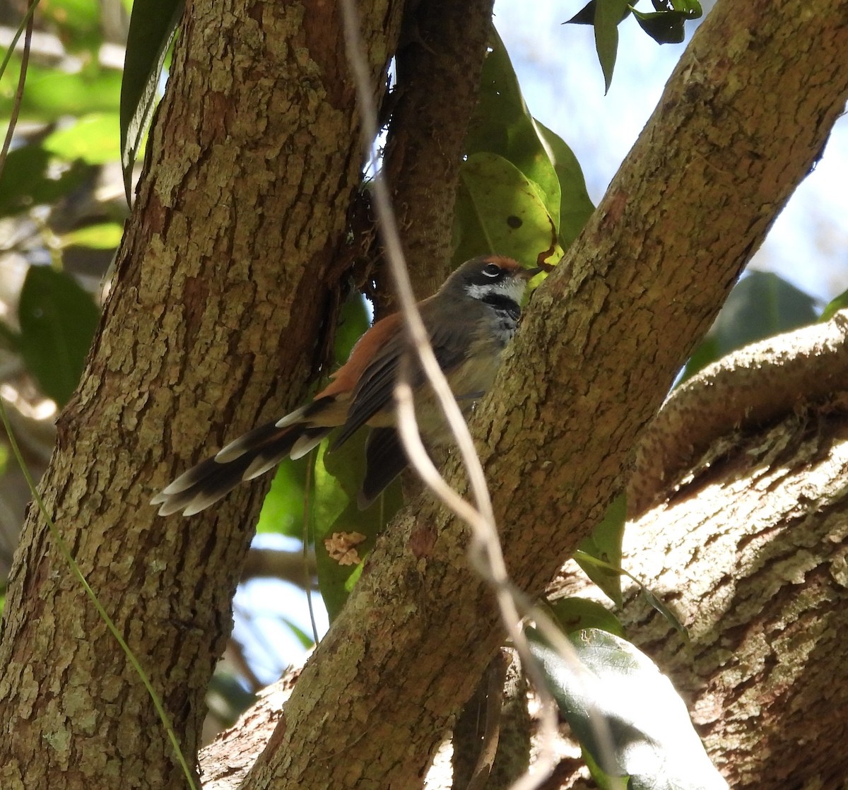Australian Rufous Fantail - ML632245642