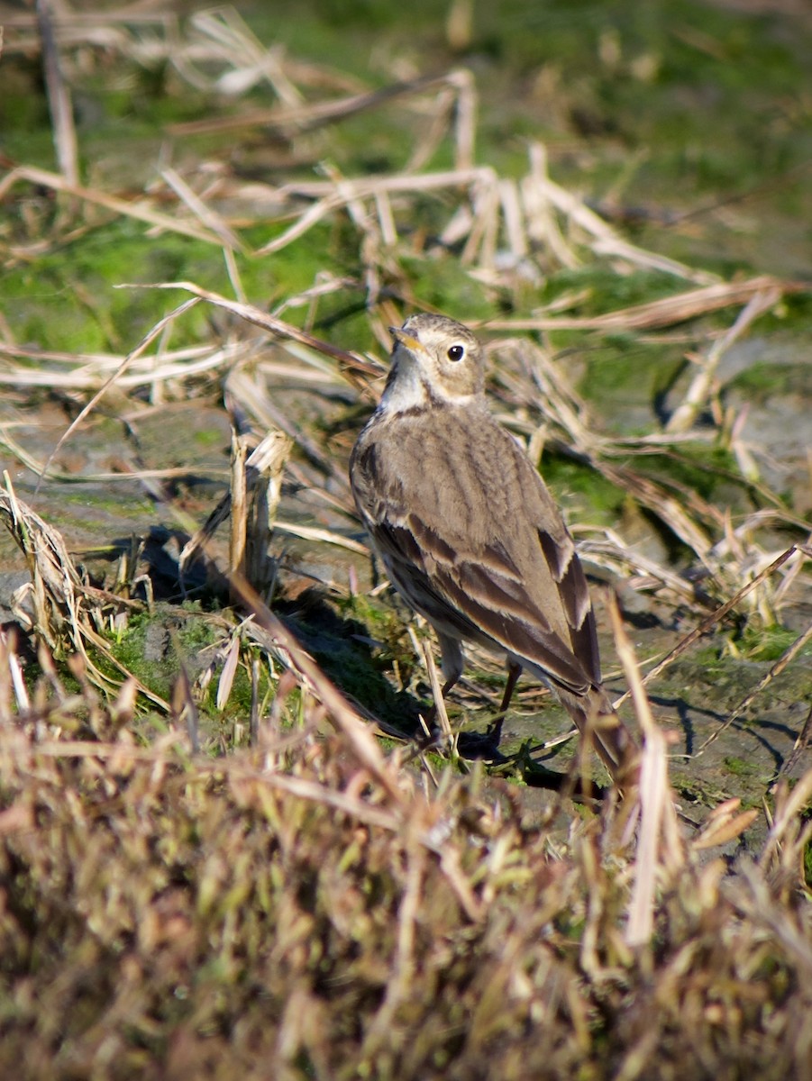 American Pipit - ML632245643