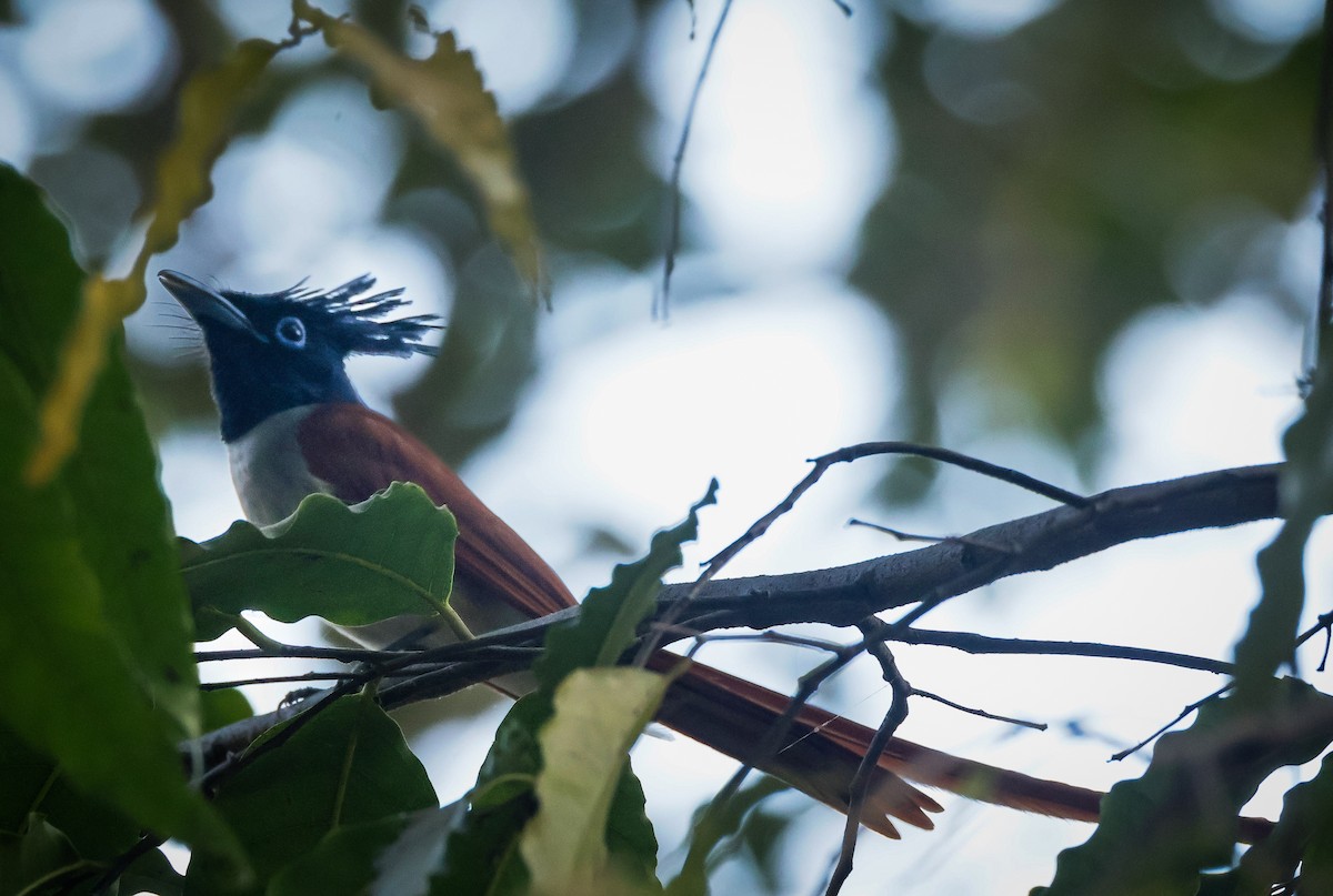 Indian Paradise-Flycatcher - ML632245644