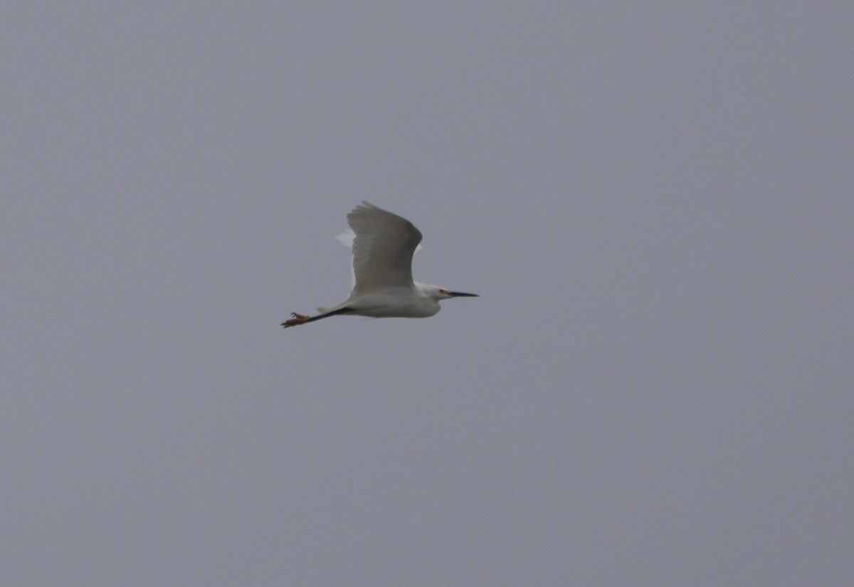 Snowy Egret - ML632245645