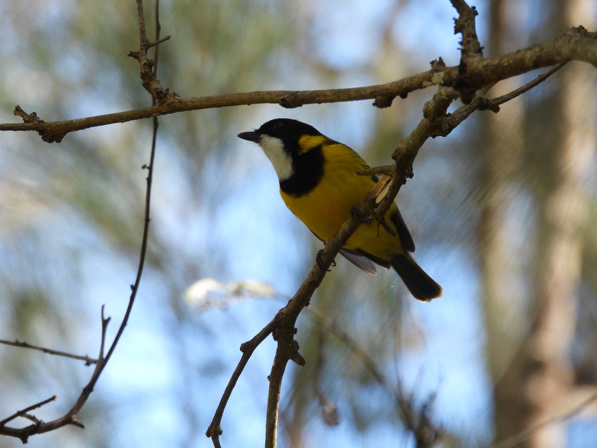 Golden Whistler - ML632245648