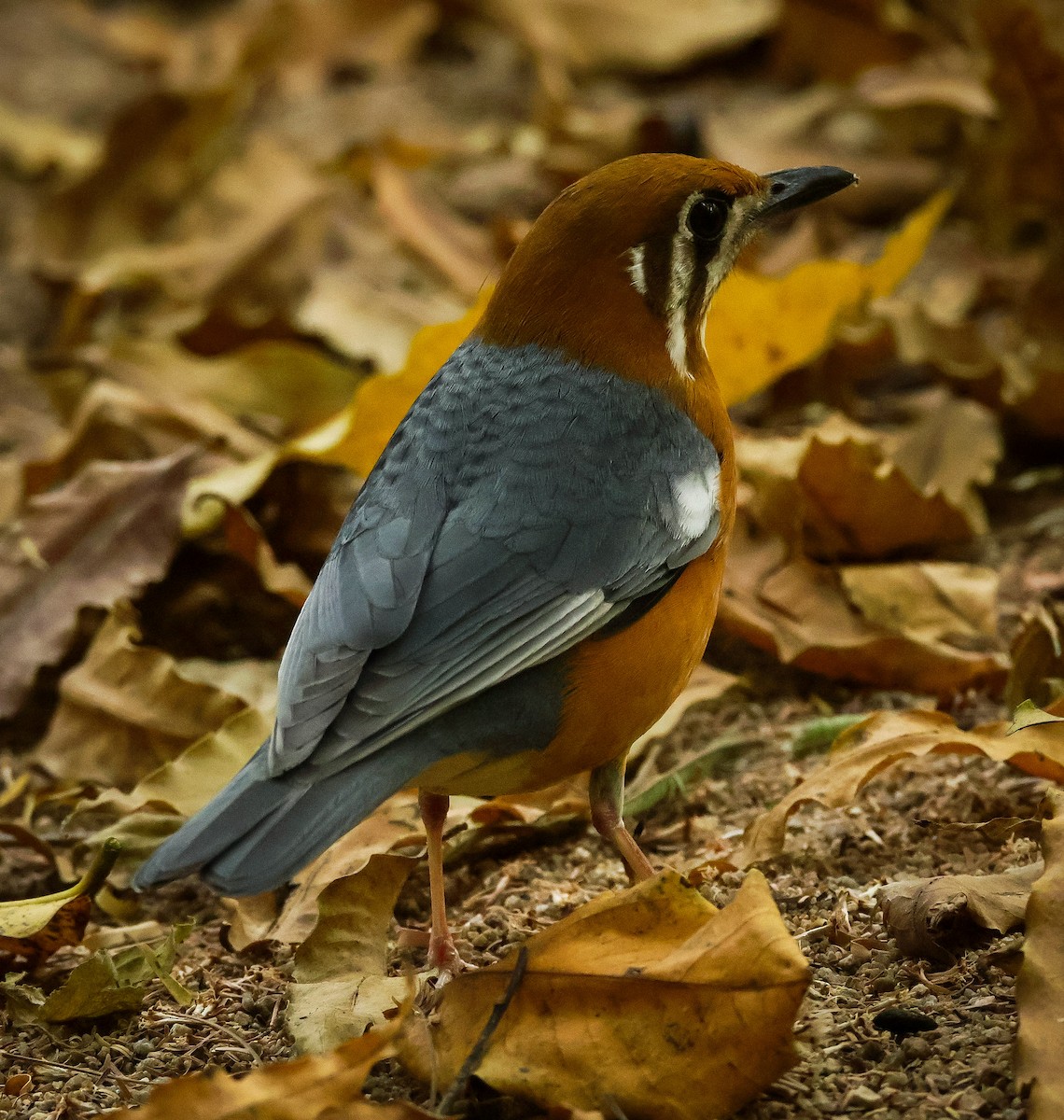 Orange-headed Thrush - ML632245650