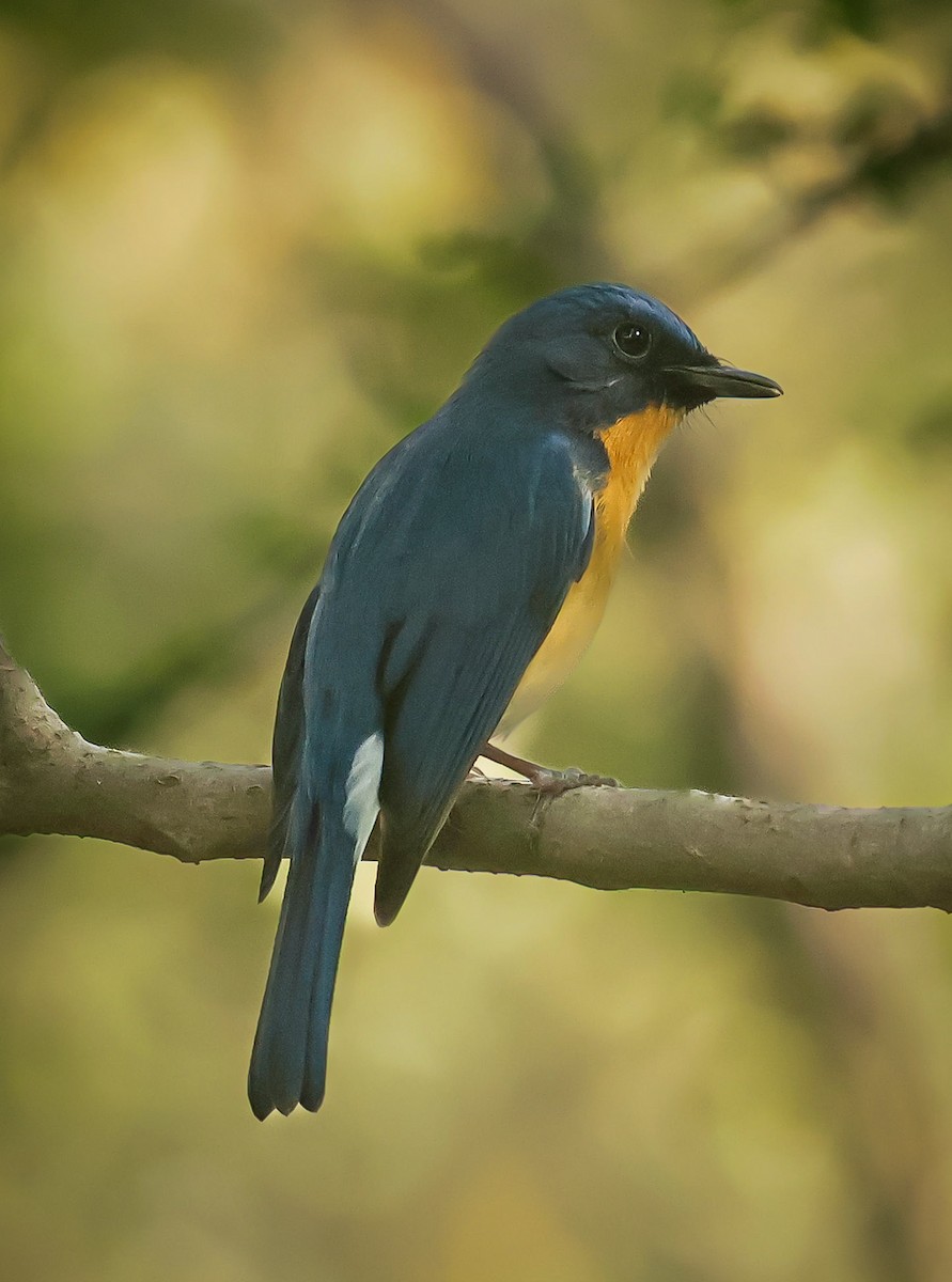 Tickell's Blue Flycatcher - ML632245652