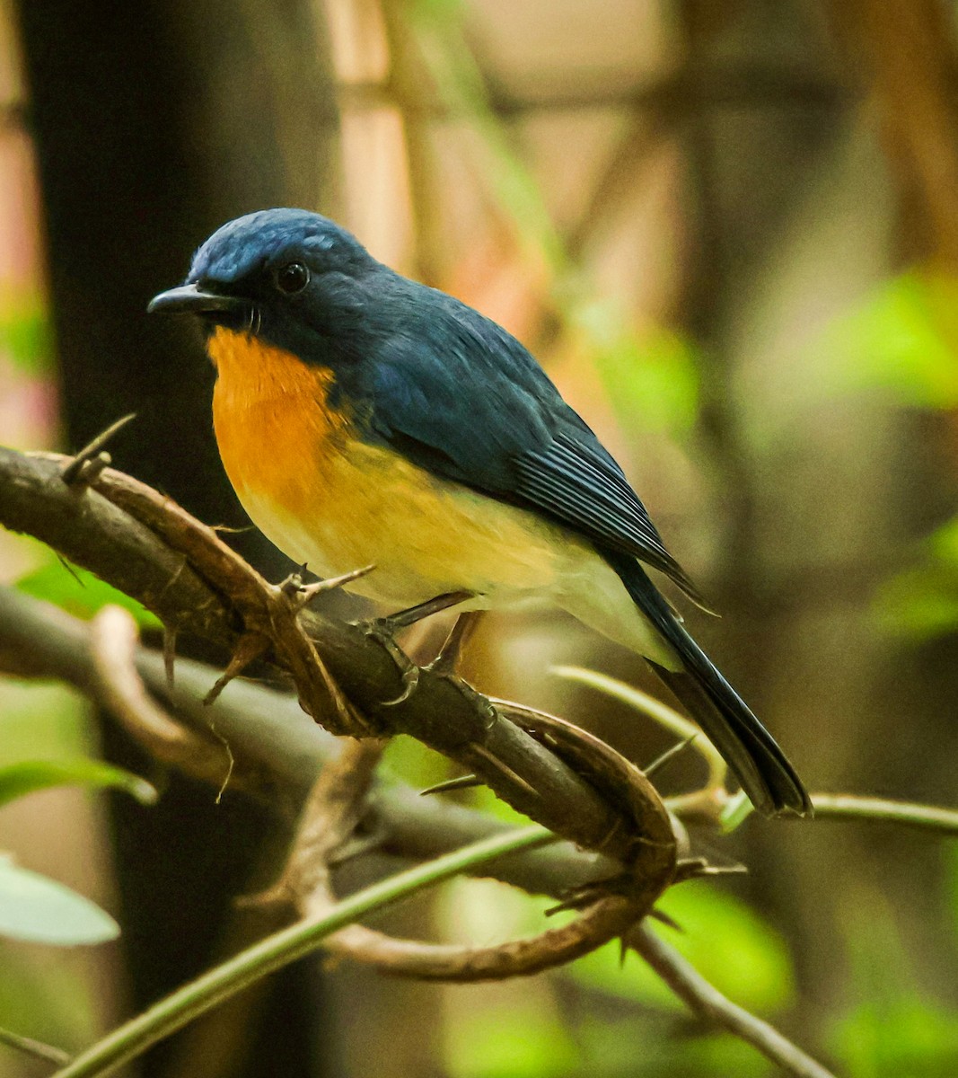 Tickell's Blue Flycatcher - ML632245653