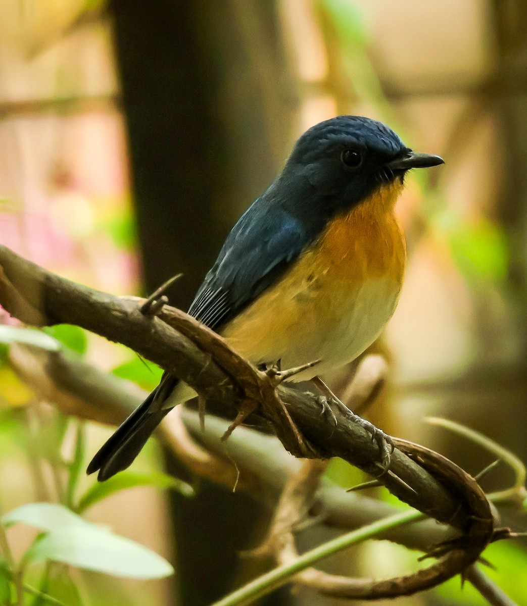 Tickell's Blue Flycatcher - ML632245654