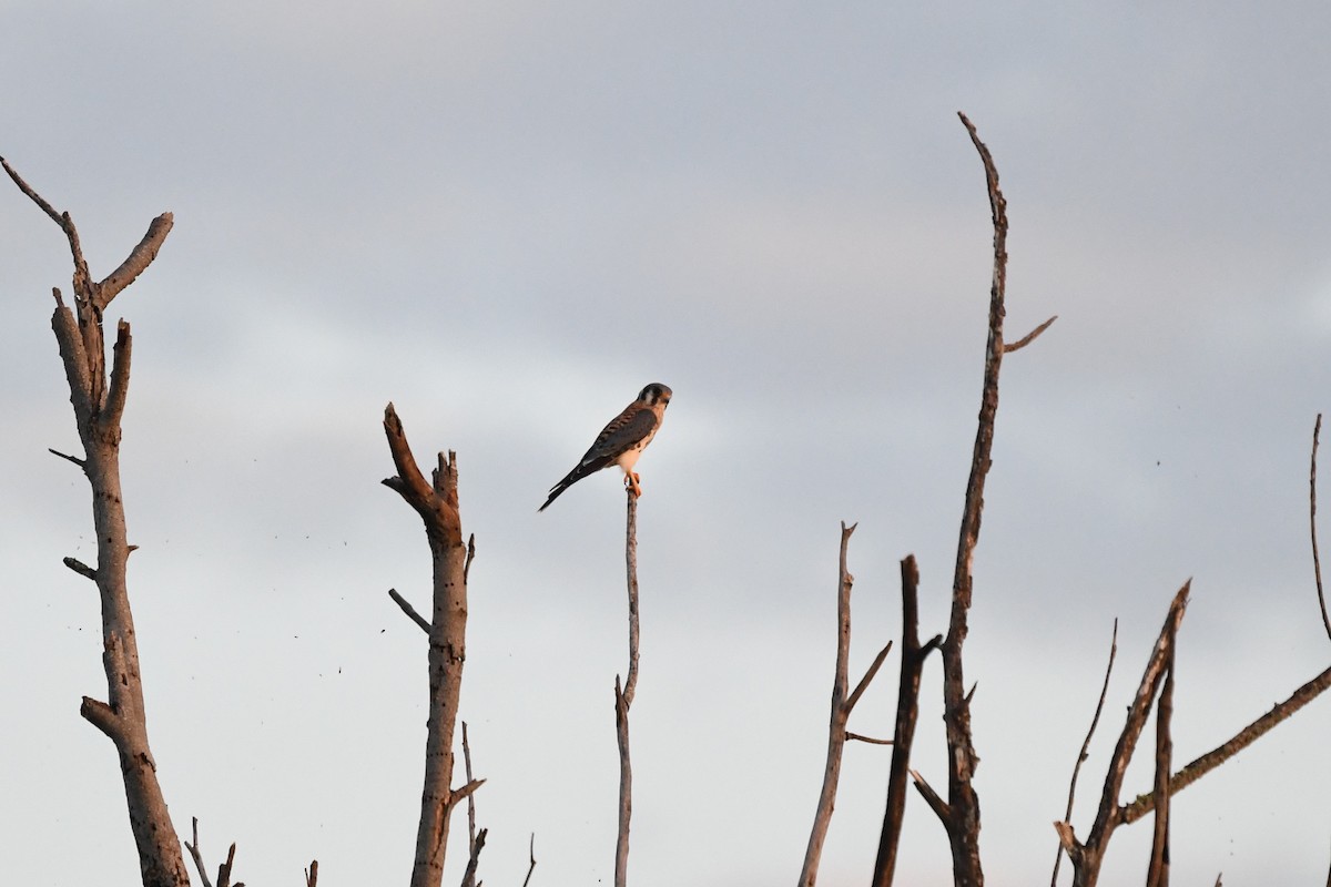 American Kestrel - ML632245655