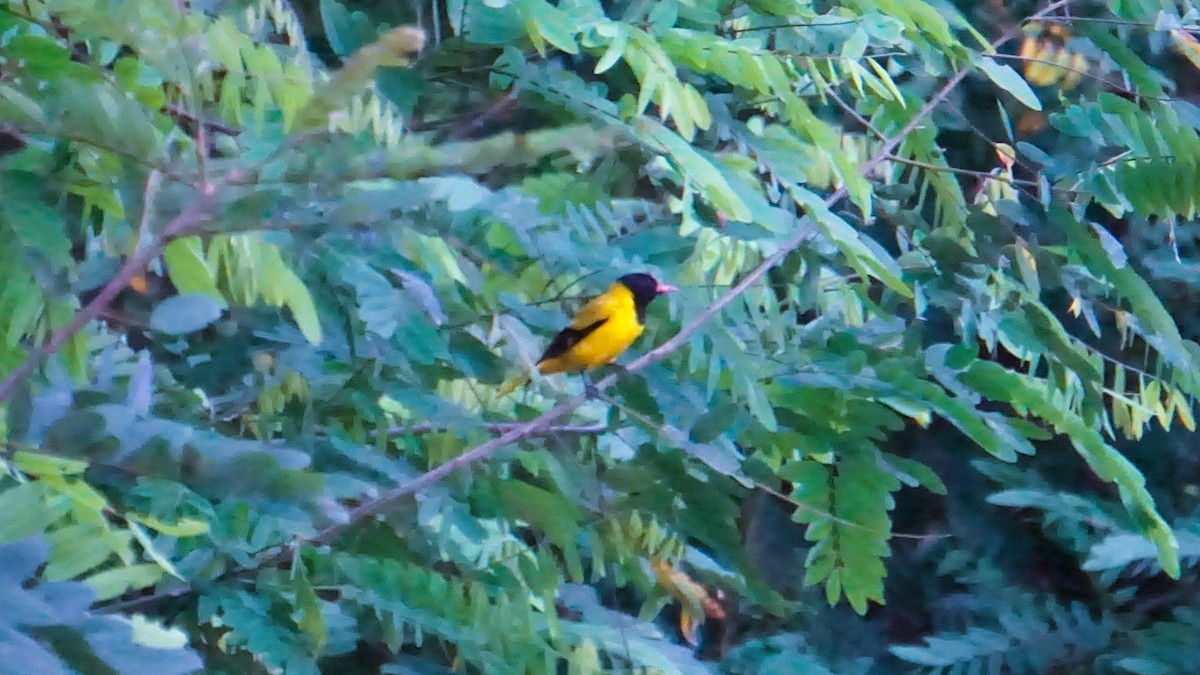 Black-hooded Oriole - ML632245656