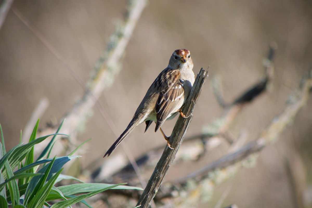 White-crowned Sparrow - ML632245657