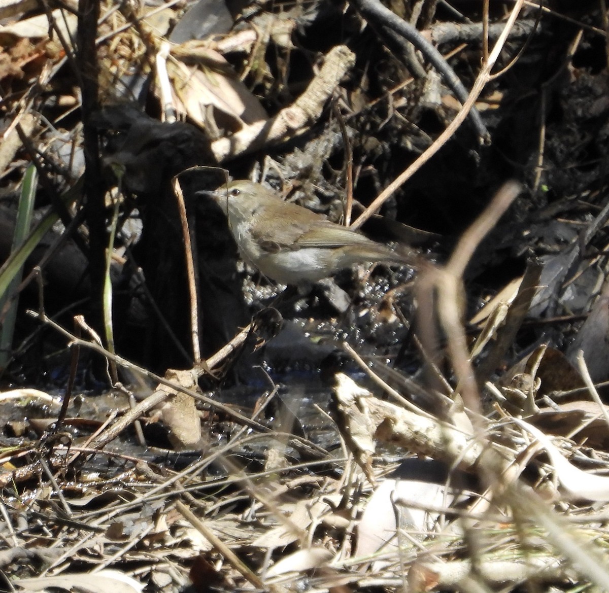 Mangrove Gerygone - ML632245658