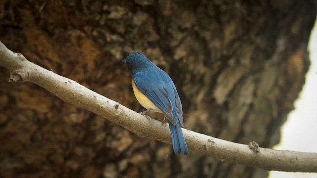 Tickell's Blue Flycatcher - ML632245660