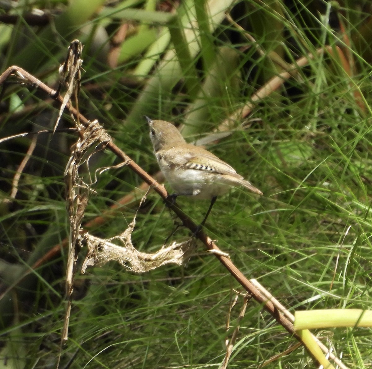 Mangrove Gerygone - ML632245661