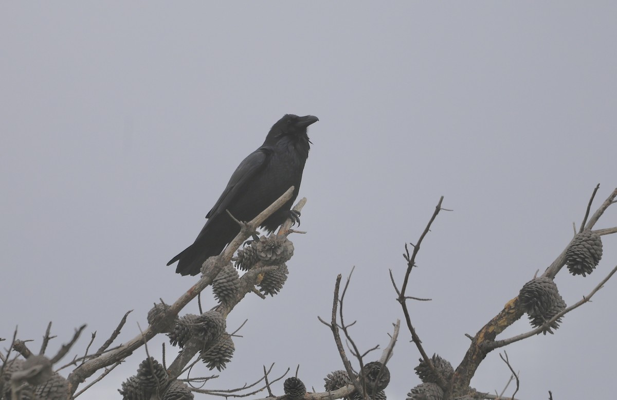 Common Raven - ML632245666