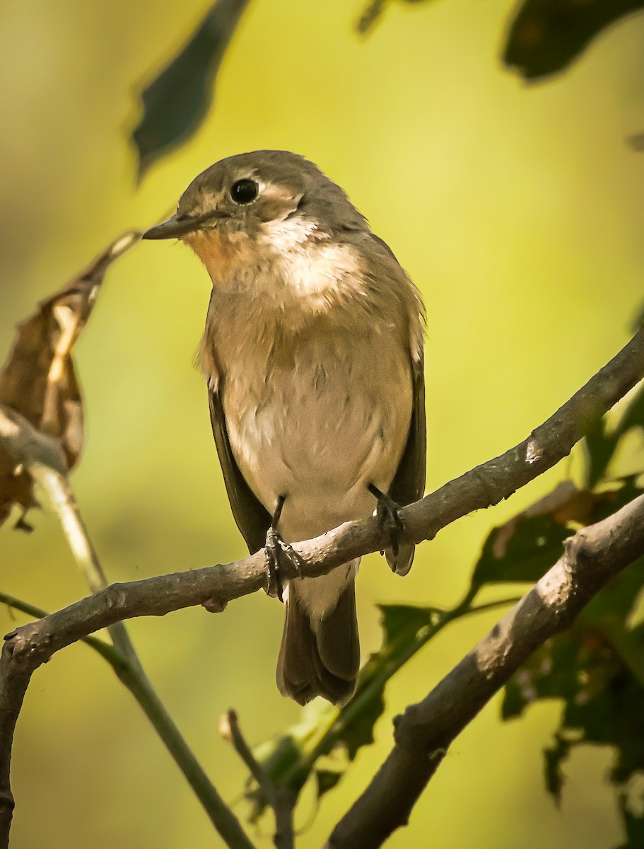 Red-breasted Flycatcher - ML632245667
