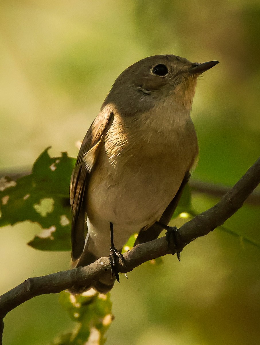 Red-breasted Flycatcher - ML632245668