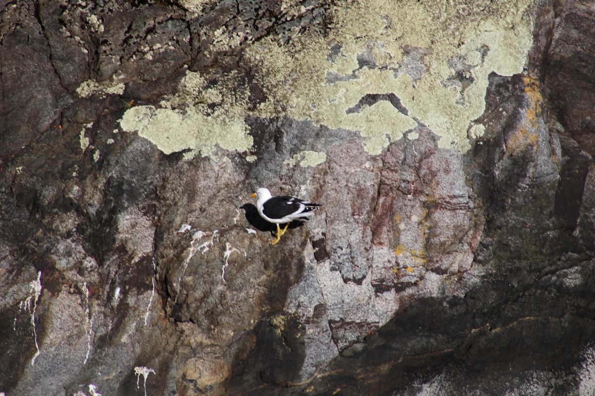 Kelp Gull - ML632245674