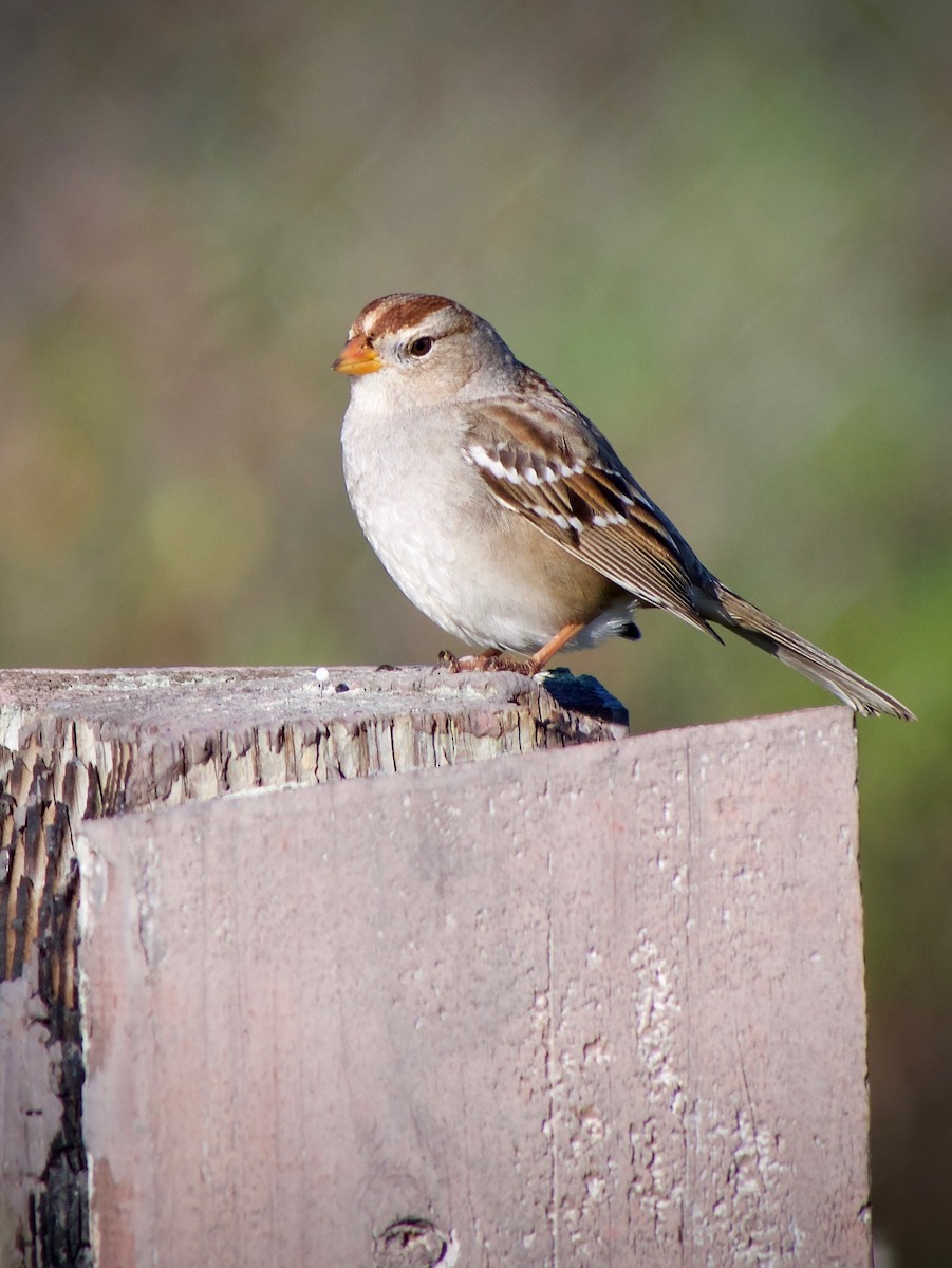 White-crowned Sparrow - ML632245682