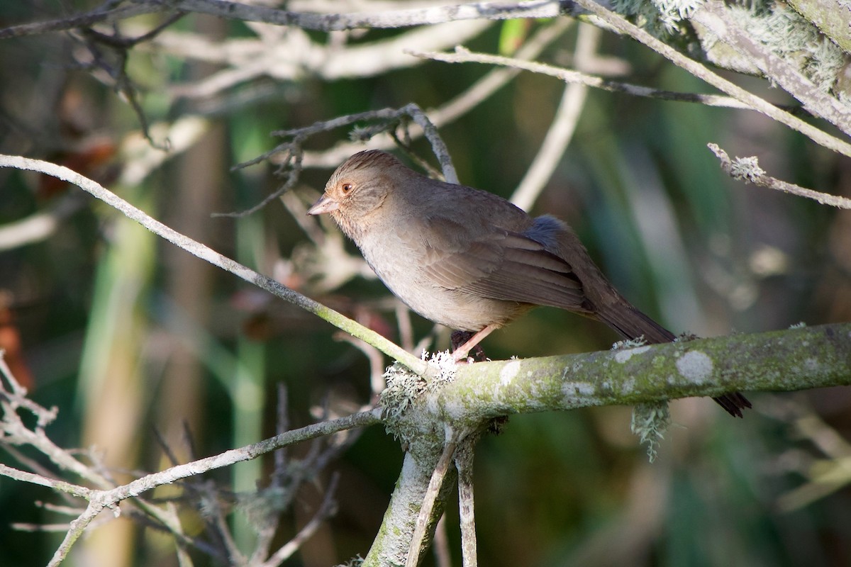 California Towhee - ML632245698