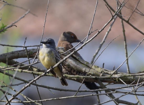 Cassin's Kingbird - ML632245705
