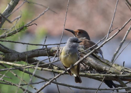 Cassin's Kingbird - ML632245706