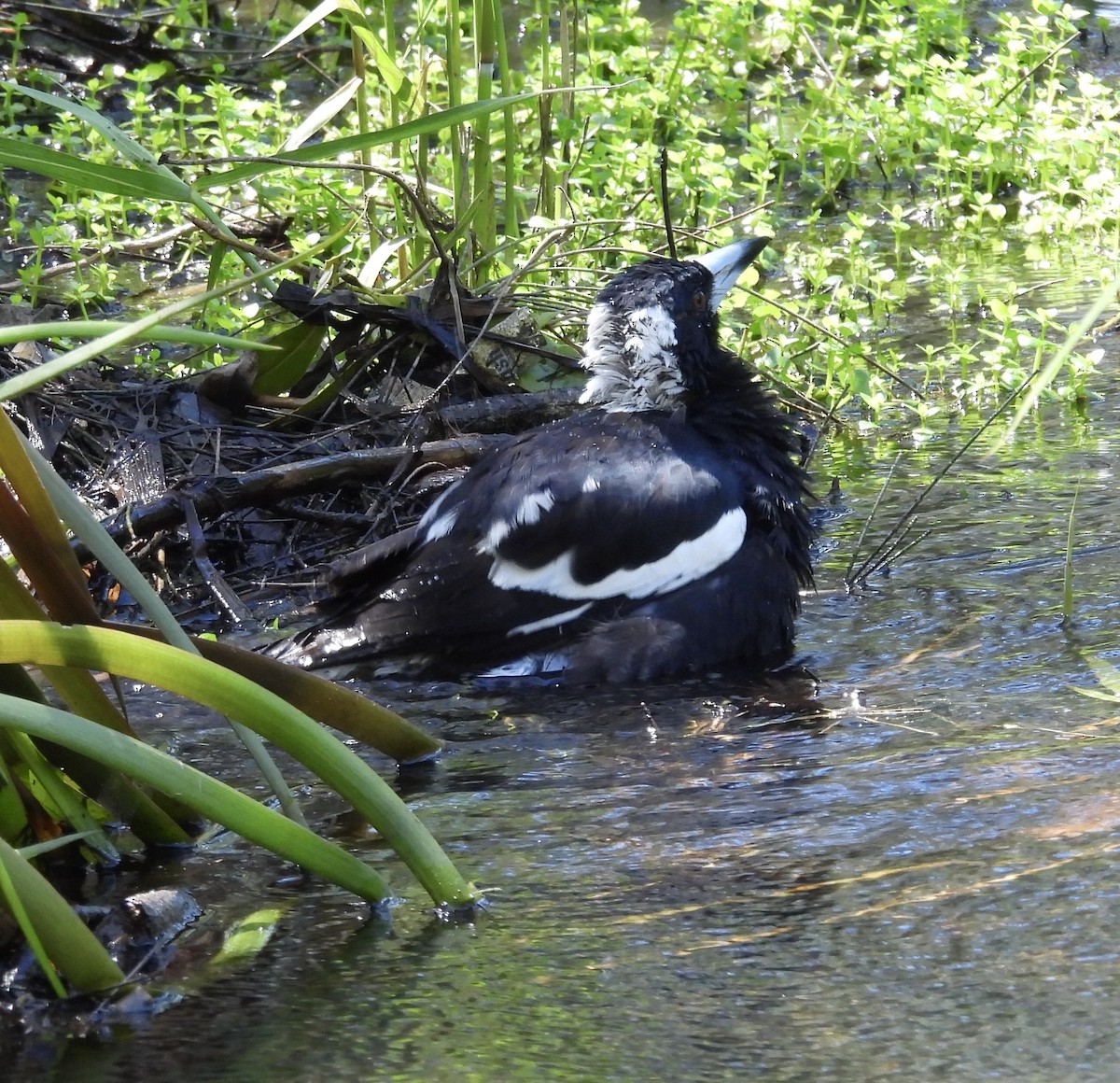 Australian Magpie - ML632245707