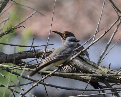 Cassin's Kingbird - ML632245709