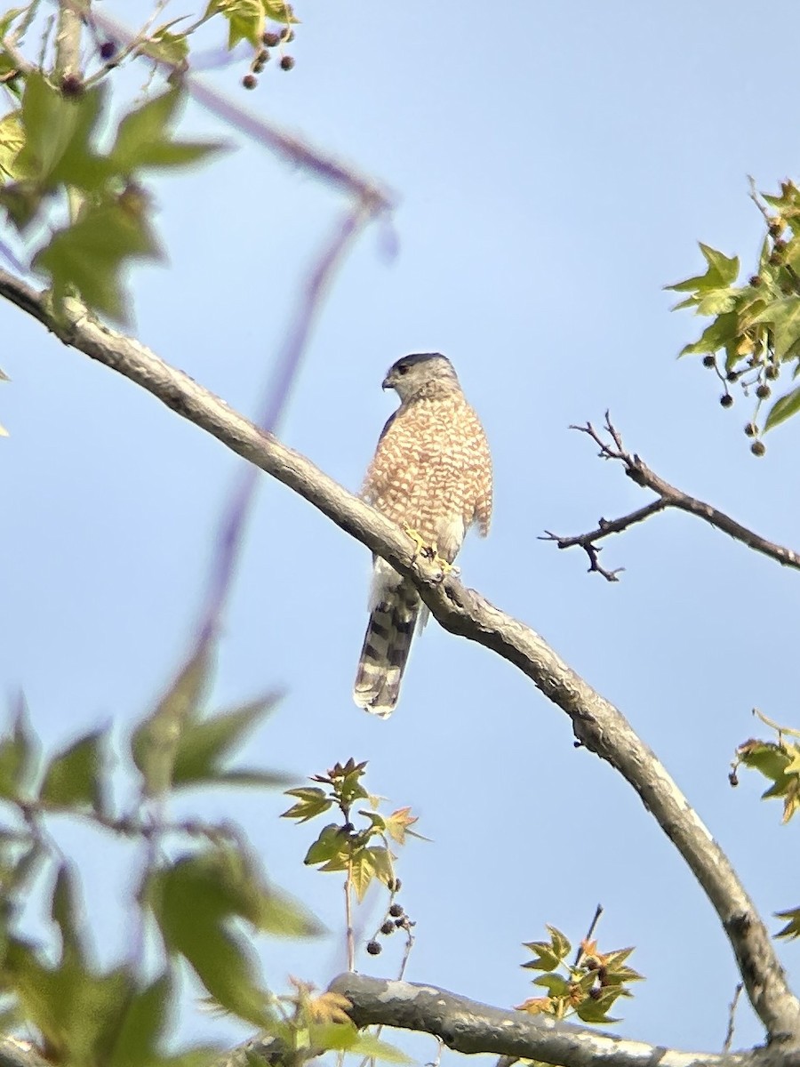 Cooper's Hawk - ML632245710