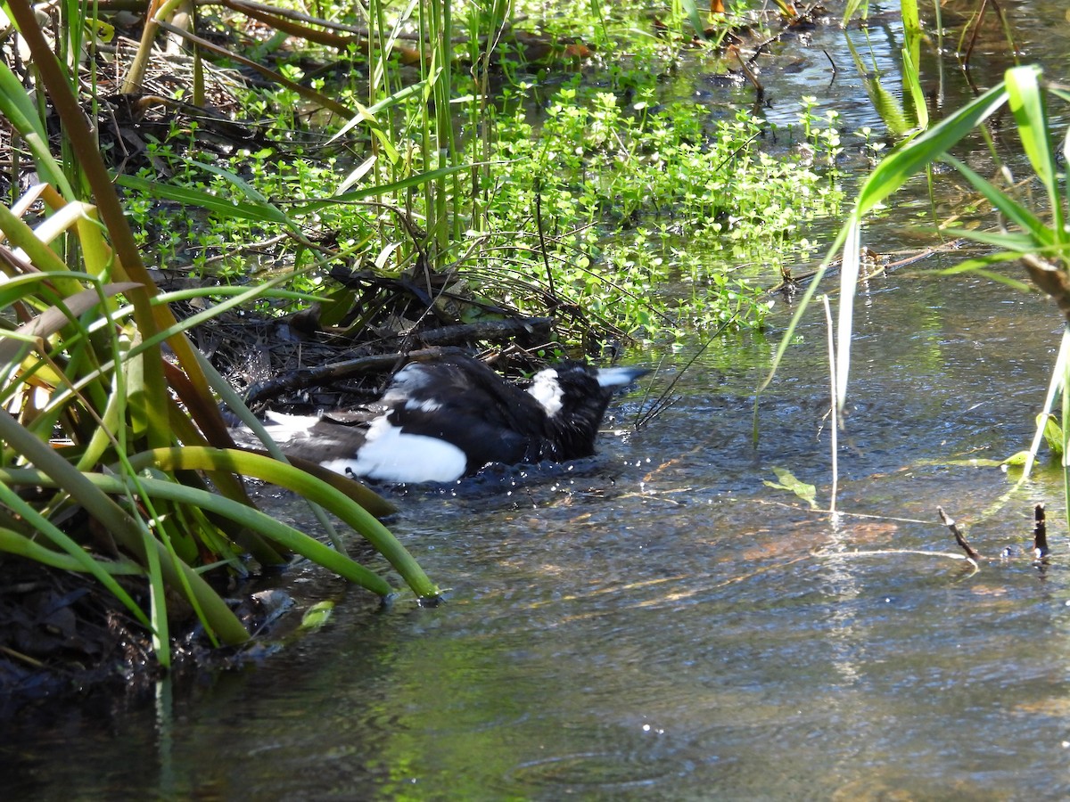Australian Magpie - ML632245716