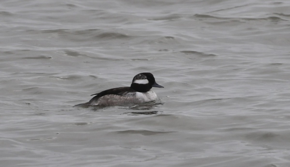 Bufflehead - ML632245718