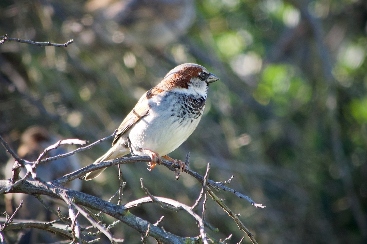 House Sparrow - ML632245719