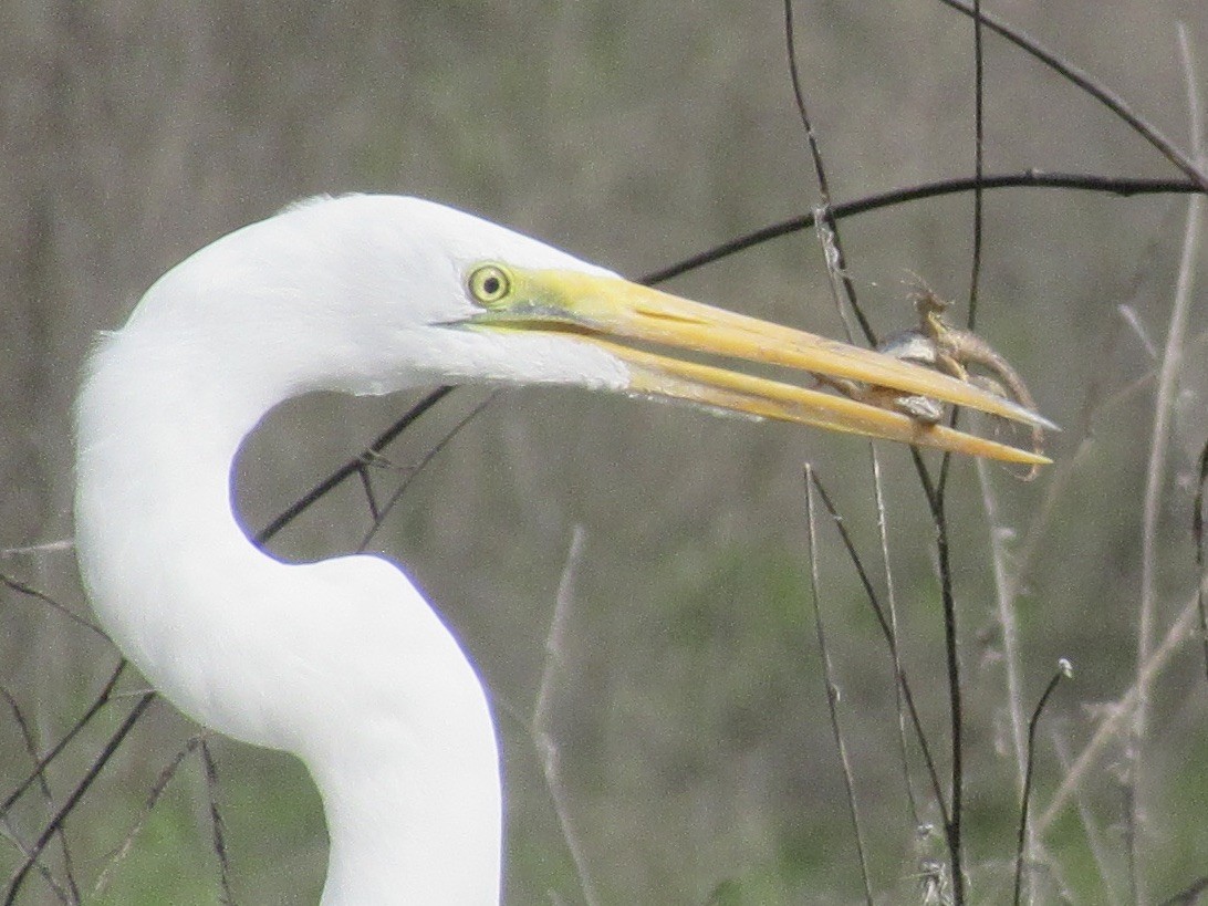 Great Egret - ML632245732