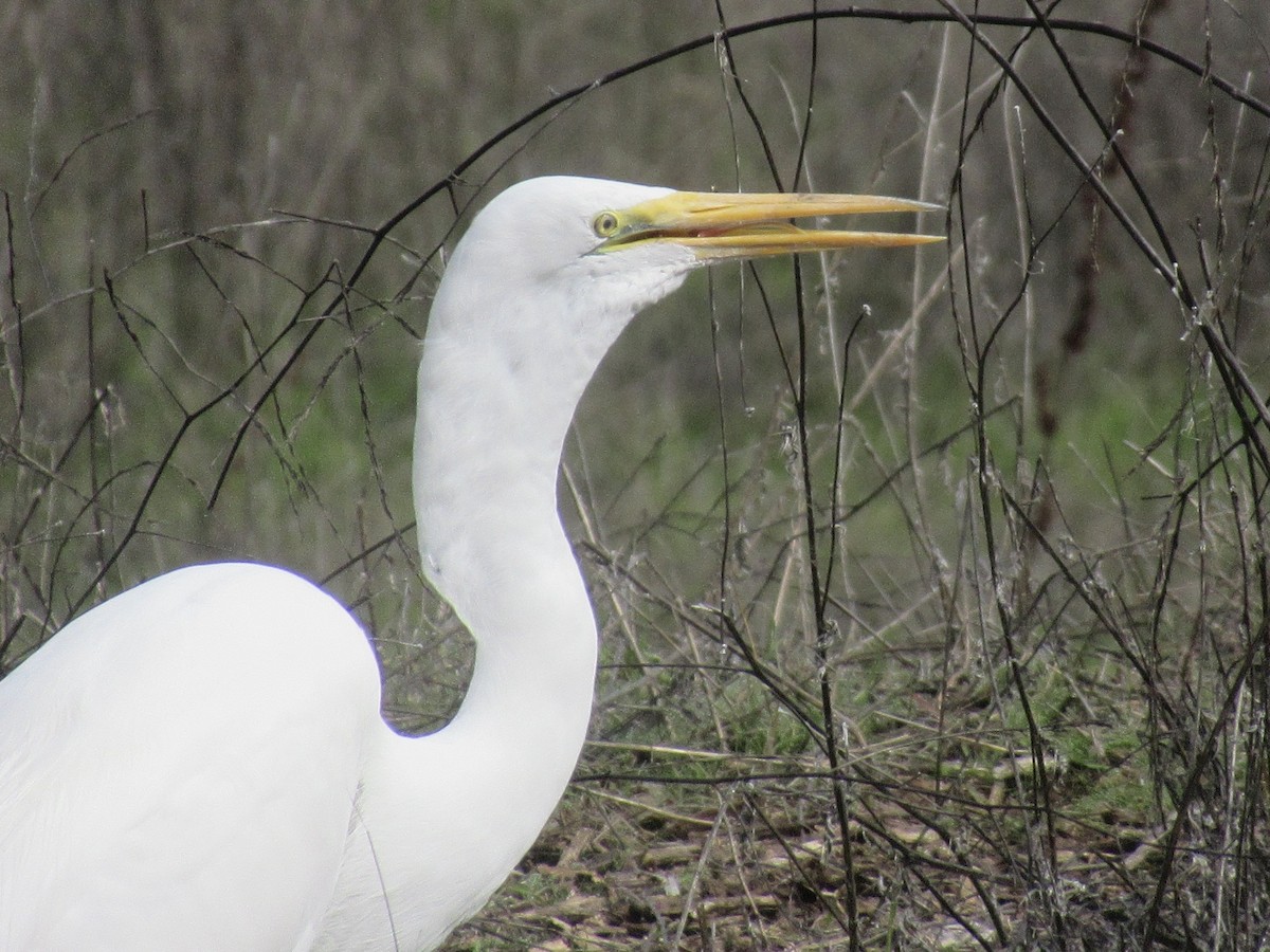 Great Egret - ML632245734