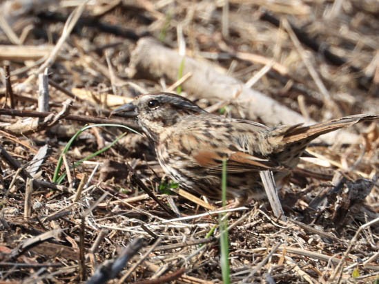 Song Sparrow - ML632245735