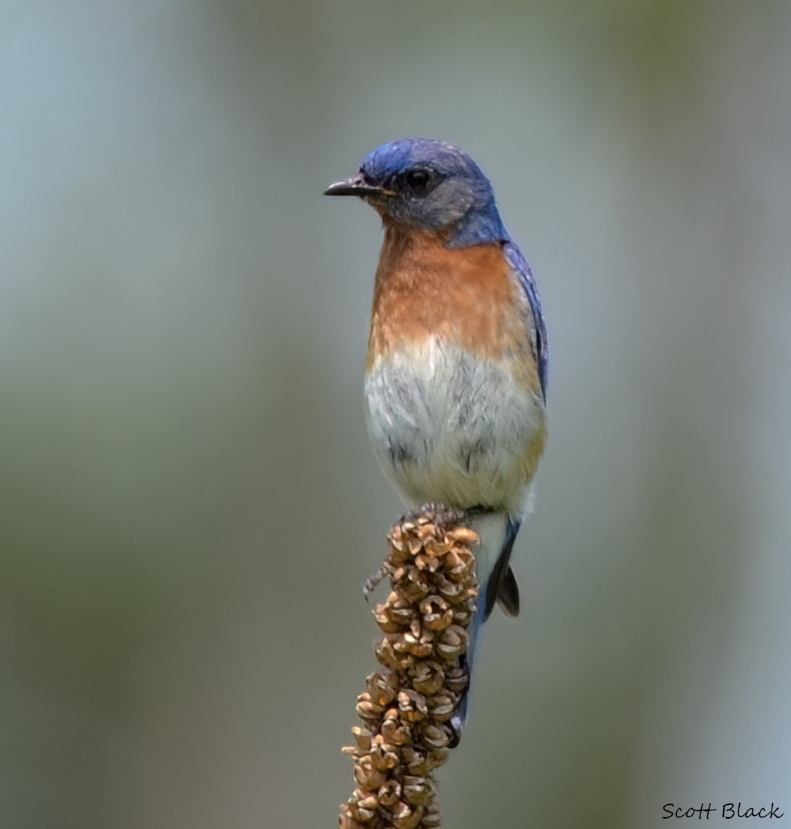 Eastern Bluebird - ML632245767