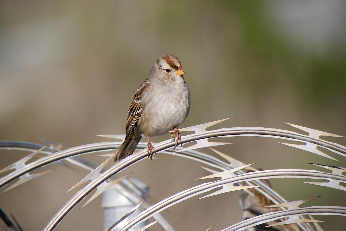 White-crowned Sparrow - ML632245794