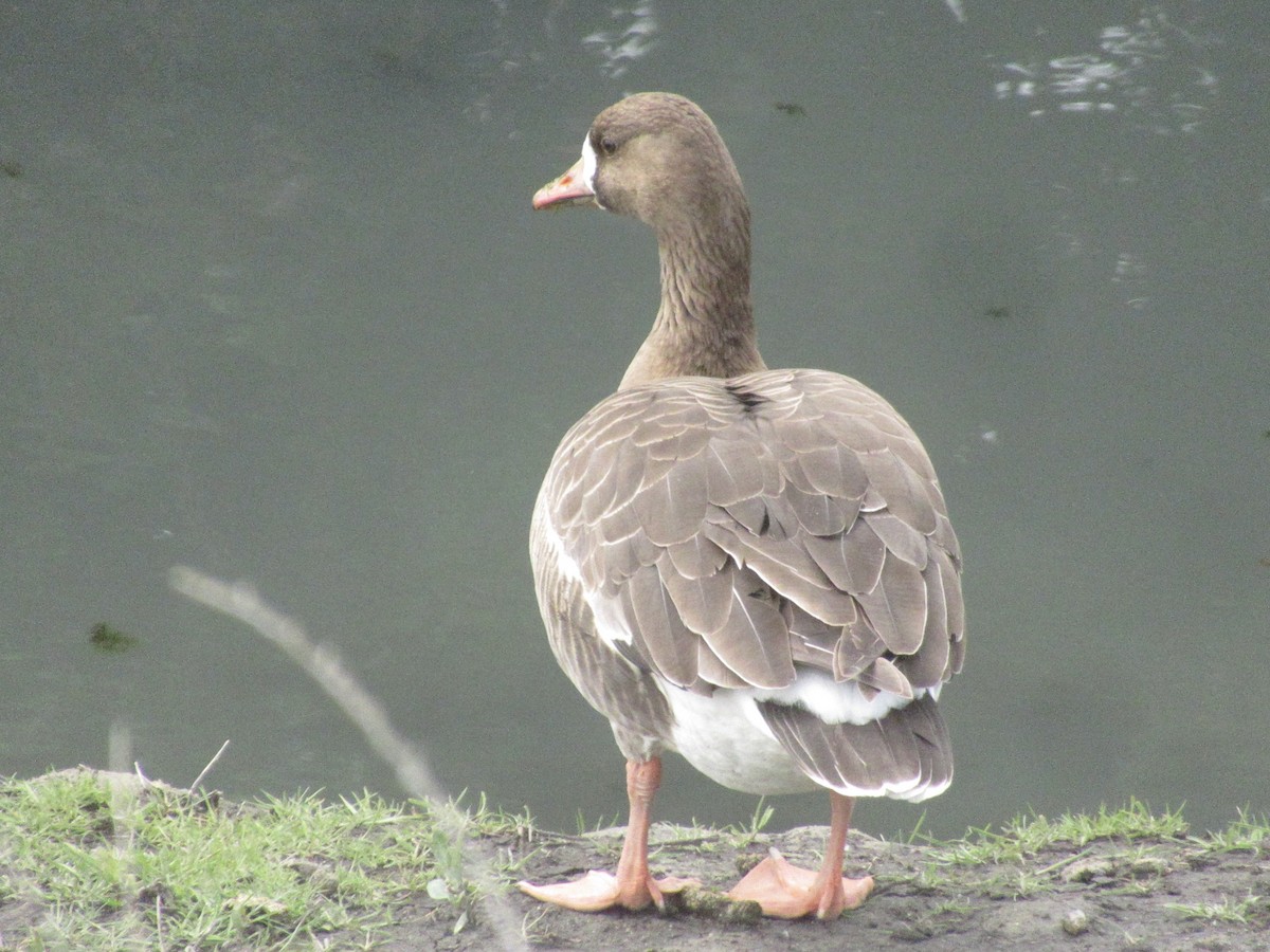 Greater White-fronted Goose - ML632245815