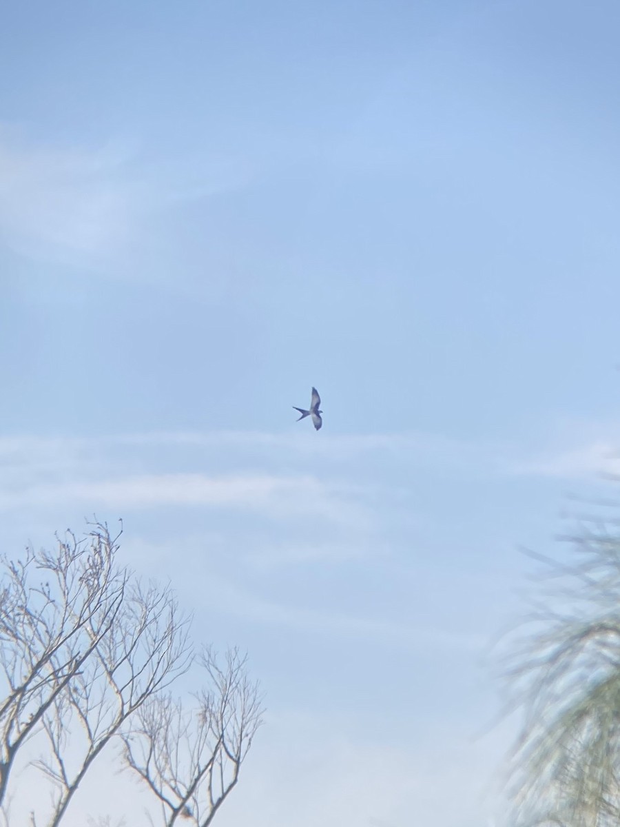 Swallow-tailed Kite - ML632245832