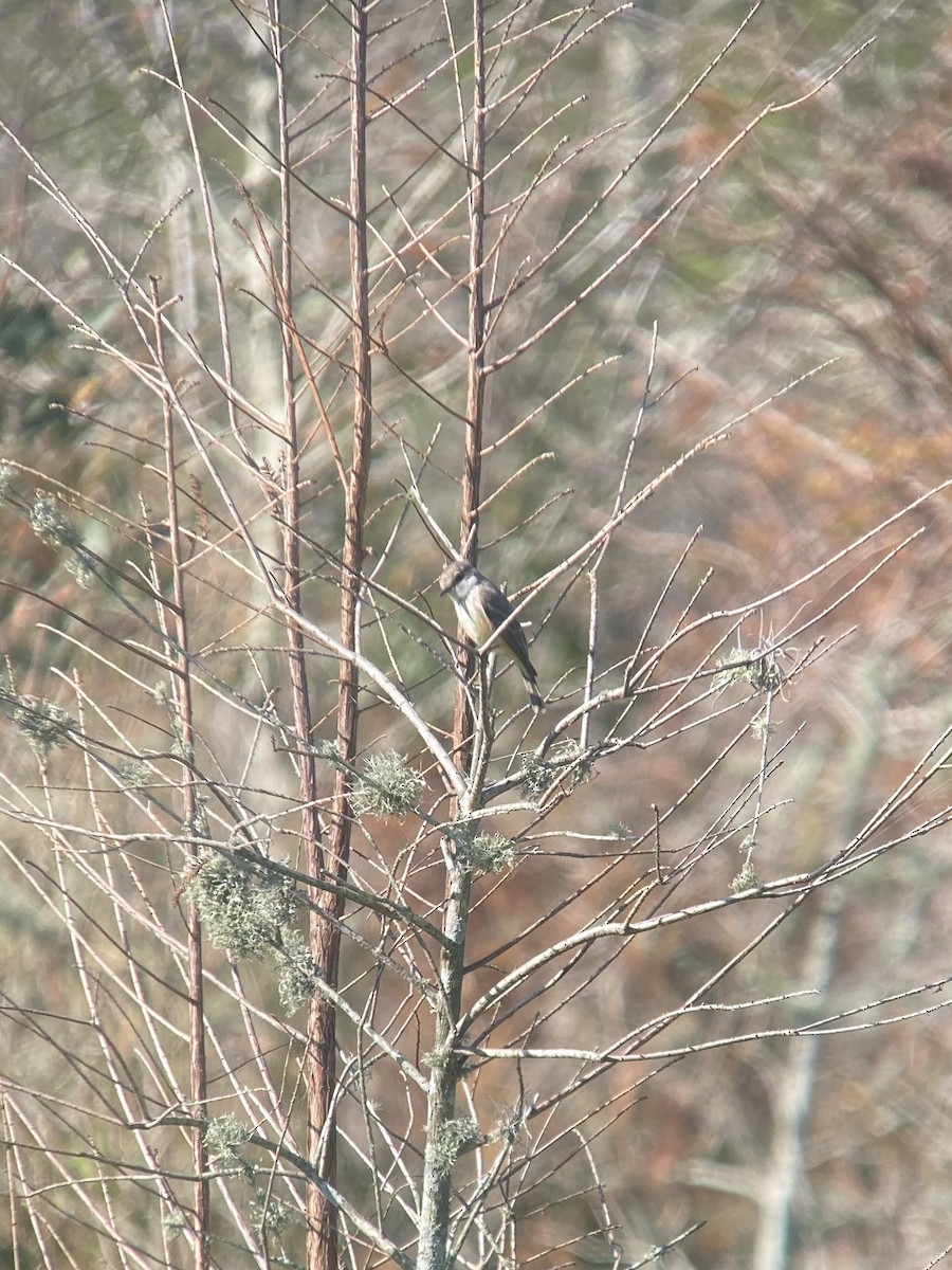 Vermilion Flycatcher - ML632245834