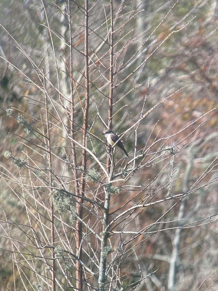 Vermilion Flycatcher - ML632245837