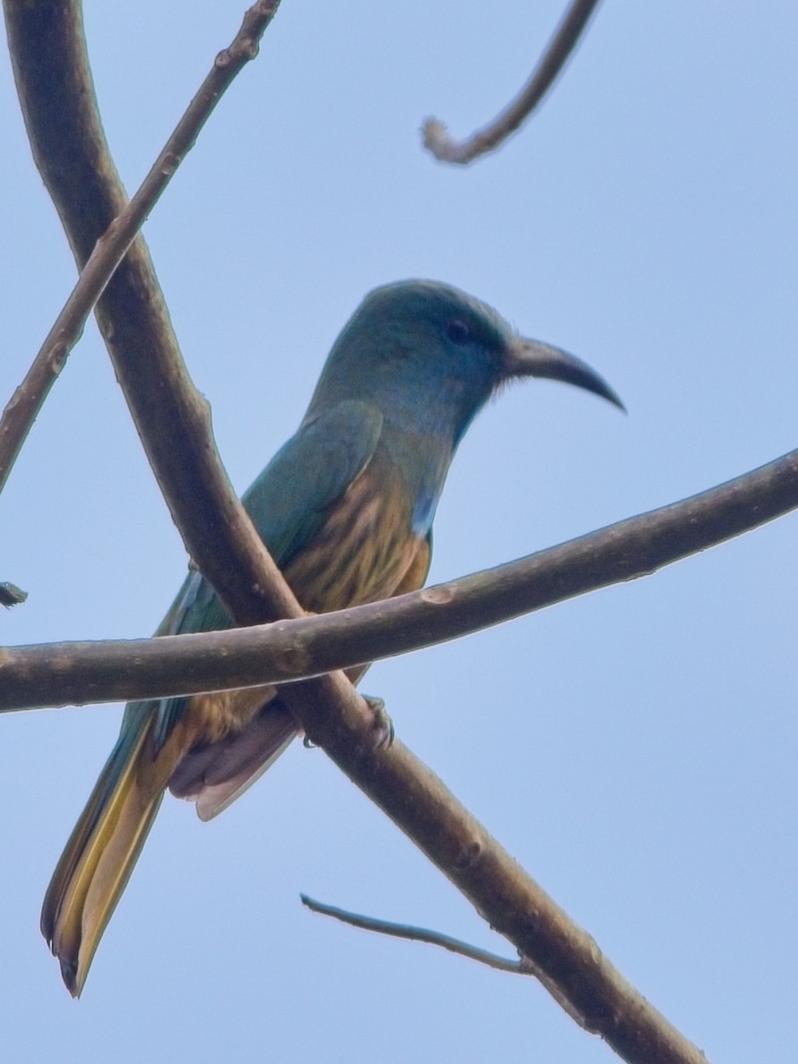 Blue-bearded Bee-eater - ML632245840