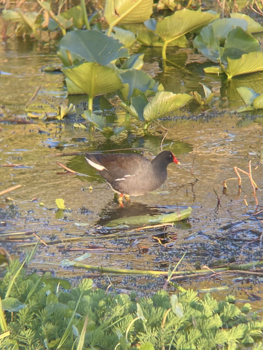 Common Gallinule - ML632245865