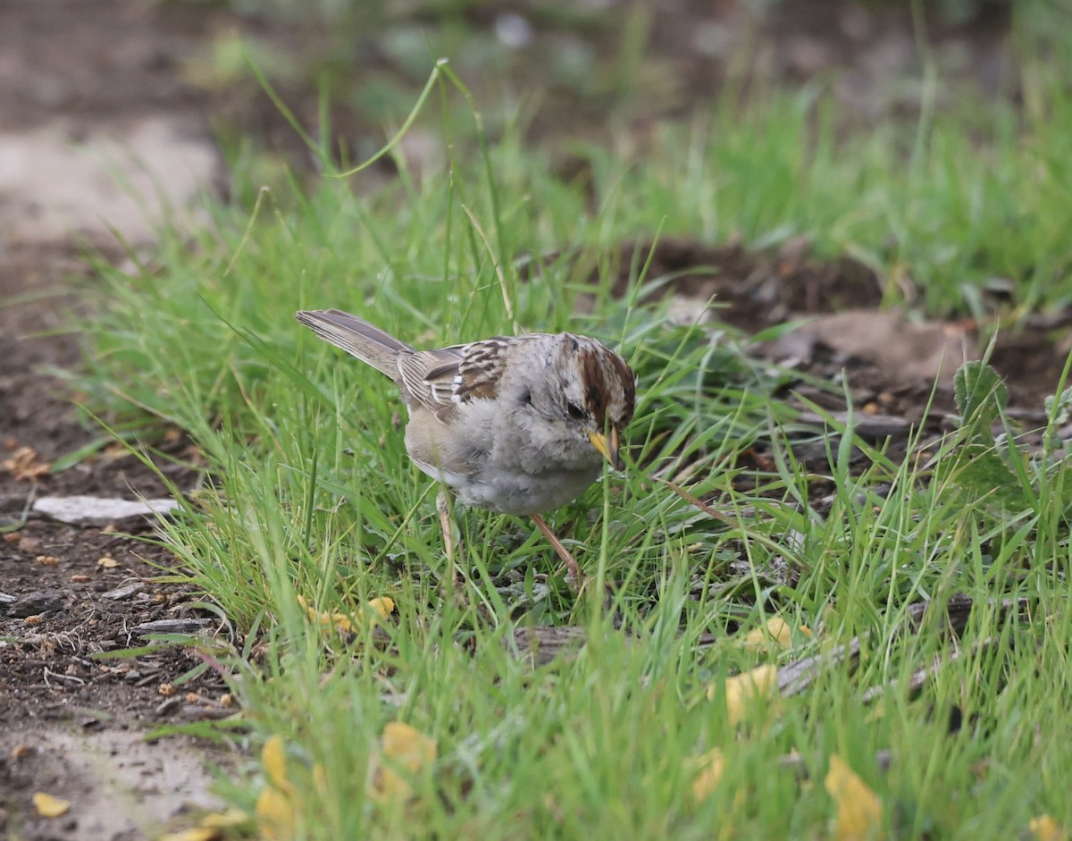 White-crowned Sparrow - ML632245909