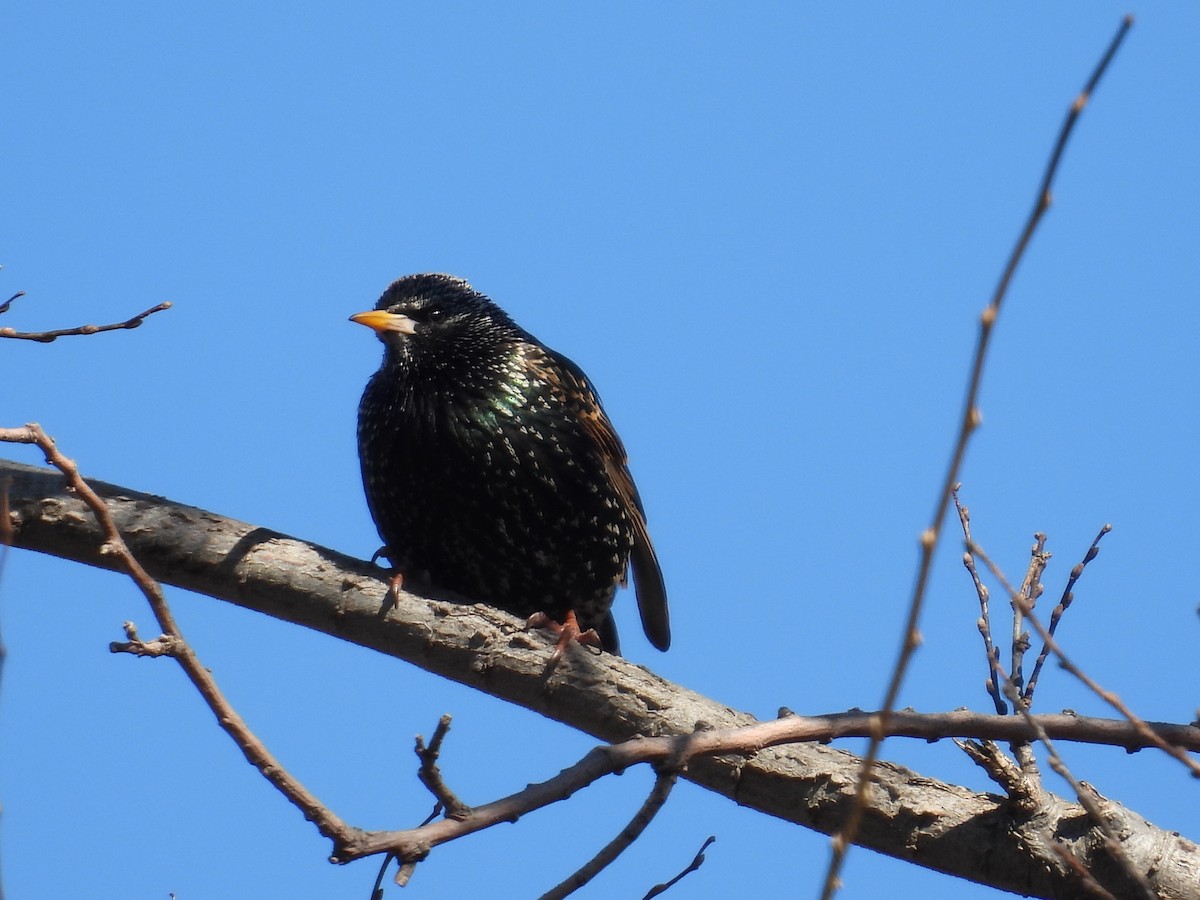 歐洲椋鳥 - ML632245950
